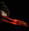 F&uuml;&szlig;e