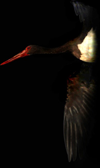 Storch