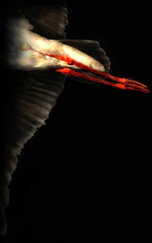 storch4